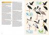 Birds of the Indonesian Archipelago