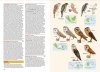 Birds of the Indonesian Archipelago