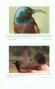 Les Oiseaux des Comores [Birds of the Comoros]