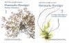 Danmarks Havalger [Danish Seaweeds] (2-Volume Set)