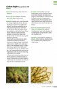 Veldgids Zeewieren [Field Guide to Seaweeds]
