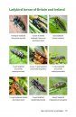 A Field Guide to Harlequins and Other Common Ladybirds of Britain and Ireland