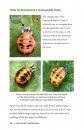 A Field Guide to Harlequins and Other Common Ladybirds of Britain and Ireland