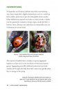 A Field Guide to Harlequins and Other Common Ladybirds of Britain and Ireland