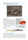 Bat Calls of Britain and Europe