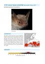 Bat Calls of Britain and Europe