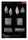 Little Conoidean Shells from Dhofar, Oman, with Description of 35 New Species