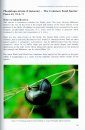 The Histeridae, Sphaeritidae and Silphidae of Britain and Ireland