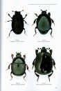 The Histeridae, Sphaeritidae and Silphidae of Britain and Ireland