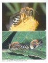 Die Seidenbiene (Colletes daviesanus): Lebensstrategie einer Spezialisierten Wildbiene [The Plasterer Bee (Colletes daviesanus): Life Strategy of a Specialized Wild Bee]