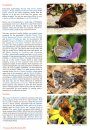 European Butterflies, Issue 4: Spring 2021