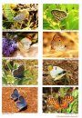 European Butterflies, Issue 4: Spring 2021