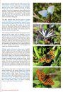 European Butterflies, Issue 4: Spring 2021