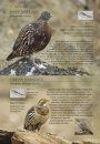 A Photographic Field Guide to the Birds of Nepal
