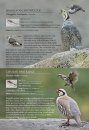 A Photographic Field Guide to the Birds of Nepal