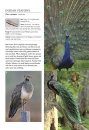 A Photographic Field Guide to the Birds of Nepal