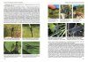 Dragonflies of Russia: Illustrated Photo Guide [Russian]