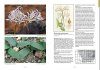 Field Guide to the Amaryllis Family of Southern Africa & Surrounding Territories