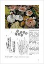 Fungi non Delineati 75: Russale Rare o Interessanti di Liguria, Secondo Contributo [Rare Or Interesting Russula from Liguria, Part 2]