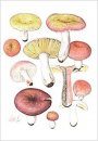 Fungi non Delineati 75: Russale Rare o Interessanti di Liguria, Secondo Contributo [Rare Or Interesting Russula from Liguria, Part 2]