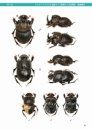 Genus Copris of Japan [Japanese]