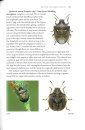 Shieldbugs