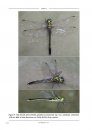 International Dragonfly Fund Report, Volume 118-126