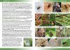 Terrestrial & Freshwater Invertebrates of St Helena