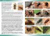 Terrestrial & Freshwater Invertebrates of St Helena