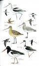 Birds of Puerto Rico and the Virgin Islands