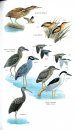 Birds of Puerto Rico and the Virgin Islands