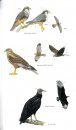 Birds of Puerto Rico and the Virgin Islands