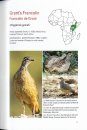 Gamebirds of Africa