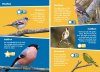 i-SPY Garden Birds