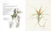 The Botanical Art of William T. Cooper