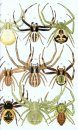 Araignées de France et d'Europe [Spiders of France and Europe]