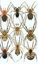 Araignées de France et d'Europe [Spiders of France and Europe]