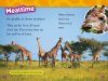 Giraffes