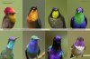 Hummingbirds