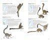 Mammals of Madagascar