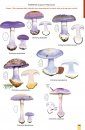 Mushrooms and Toadstools of Britain & Europe, Volume 3
