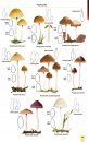 Mushrooms and Toadstools of Britain & Europe, Volume 3