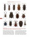 Beetles of Western North America