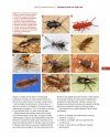 Beetles of Western North America