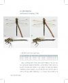 Korean Odonata Adult and Larva