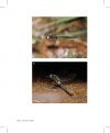 Korean Odonata Adult and Larva
