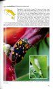Pocket Guide to the Insects of Costa Rica