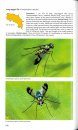 Pocket Guide to the Insects of Costa Rica