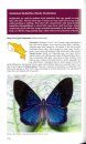 Pocket Guide to the Insects of Costa Rica