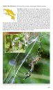 Pocket Guide to the Insects of Costa Rica